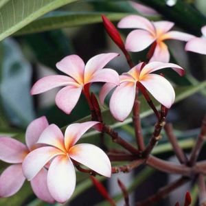 Meet your Posher, Terri